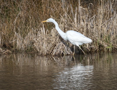 Great White Egret looking out for fish