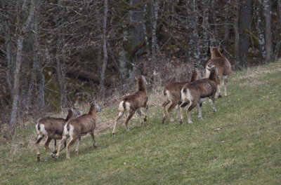 Mouflons on the run