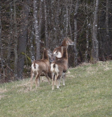 Mouflons