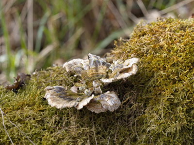 Fungus and moss on fallen tree