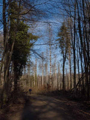 Trees badly damaged by parasites