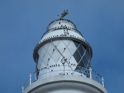 Starlings parked on St Mary's lighthouse in Whitley Bay