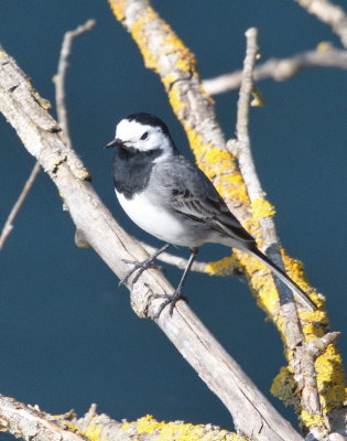 White wagtail - bergeronnette grise - Bachstelze - Panewippchen
