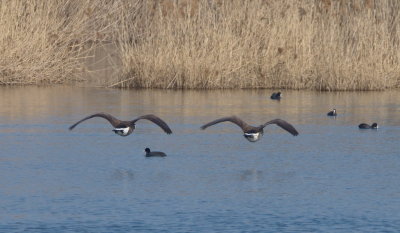 Synchronized Canada geese
