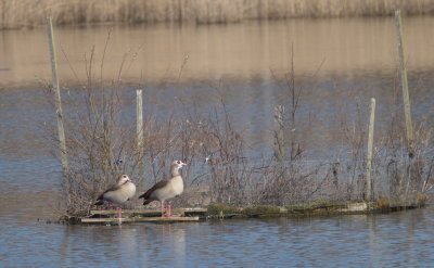 Egyptian geese observing a tern