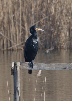 Perching cormorant