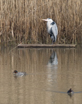 Grey heron with green-winged teal