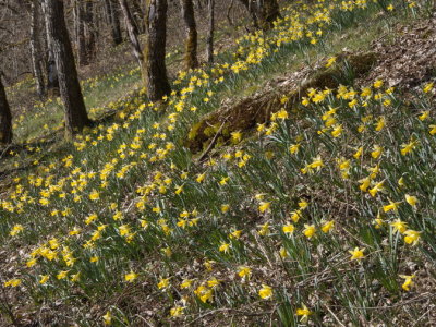 Daffodils with their heads turned towards the sun