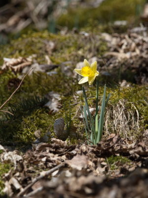 Daffodil proudly standing its ground