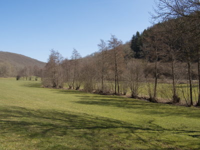 Trees along the stream