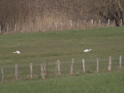 Two great white egrets in the distance