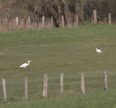 Two great white egrets checking the soil