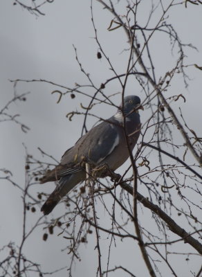 Wood pigeon - pigeon ramier - Ringeltaube - grouss Bschdauf