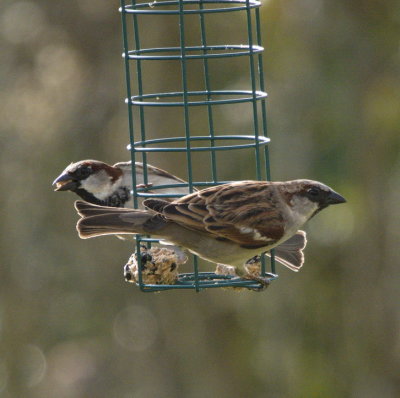 Sparrows - look left look right