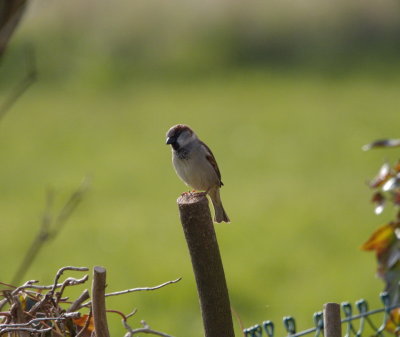 Sparrow coquettishly posing