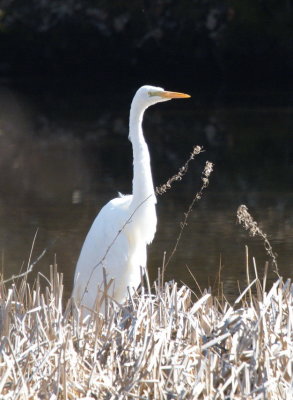 Great white egret - grande aigrette - Silberreiher - Slwerreer