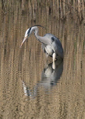 Grey heron - hron cendr - Graureiher - Groreer - trying to find his next meal
