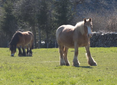Sturdy Ardennes farm horses