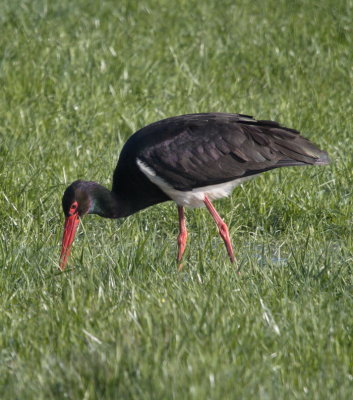 Black stork - cigogne noire - Schwarzstorch - schwaarze Stuerk