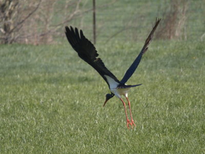 Black stork - cigogne noire - Schwarzstorch - schwaarze Stuerk