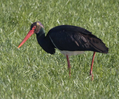 Black stork - cigogne noire - Schwarzstorch - schwaarze Stuerk