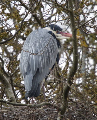 Nesting grey heron