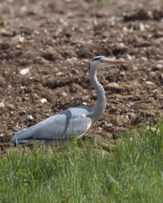 Heron inspecting the field