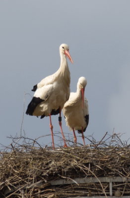 Stork parents taking their turns with looking after the eggs