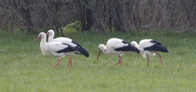 Stork gathering