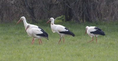 Stork gathering