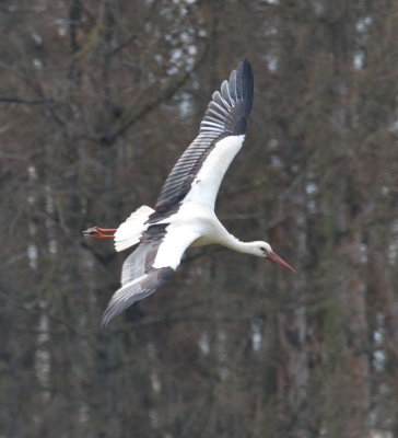 Stork departing