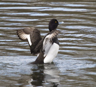 Tufted duck stretching its wings