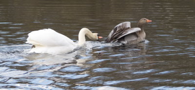Vicious swan making that goose's life difficult