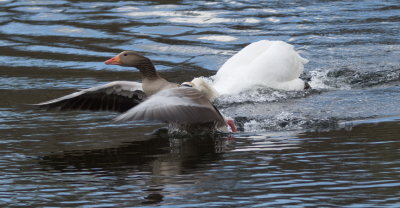 Another attack on that poor greylag goose