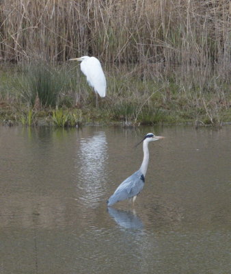 Grey heron ignoring a sulking great egret