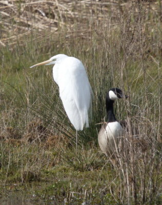Great egret with Canada goose