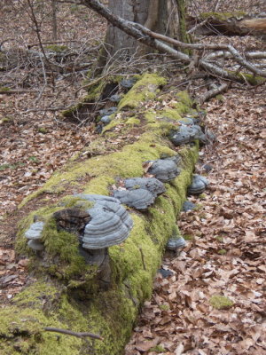 Fuse mushrooms sprouting from dead tree trunk