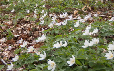 Wood anemones basking in the wind