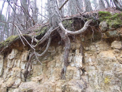 Roots and rocks