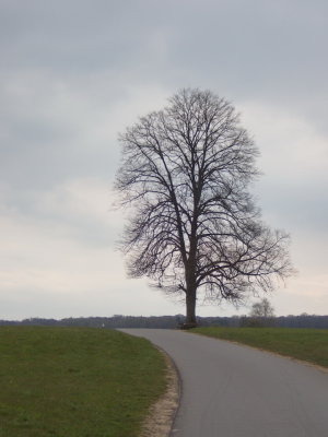 Solitary tree looking a bit bleak for April