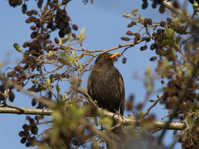 Blackbird - merle noir - Amsel - Mrel