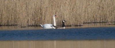 Swan and Canada goose