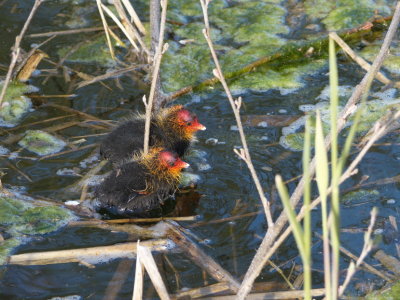 Baby coots