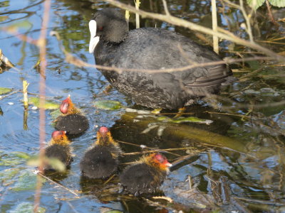 Coot with some of her brood