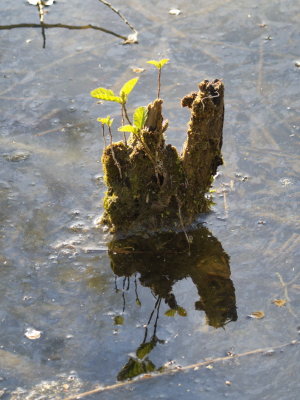 Submerged tree stump producing new growth