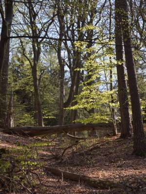 New leaves
