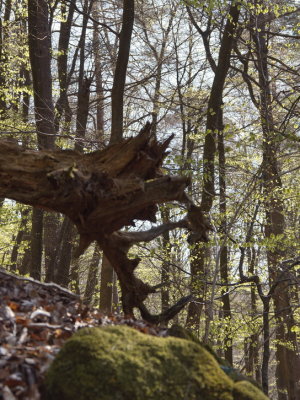 Roots resembling antlers