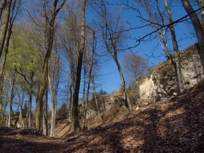 Rocks in the forest