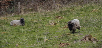 Even the sheep looked a bit scruffy