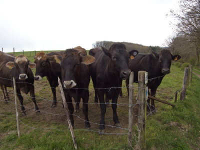 Friendly and inquisitive cows